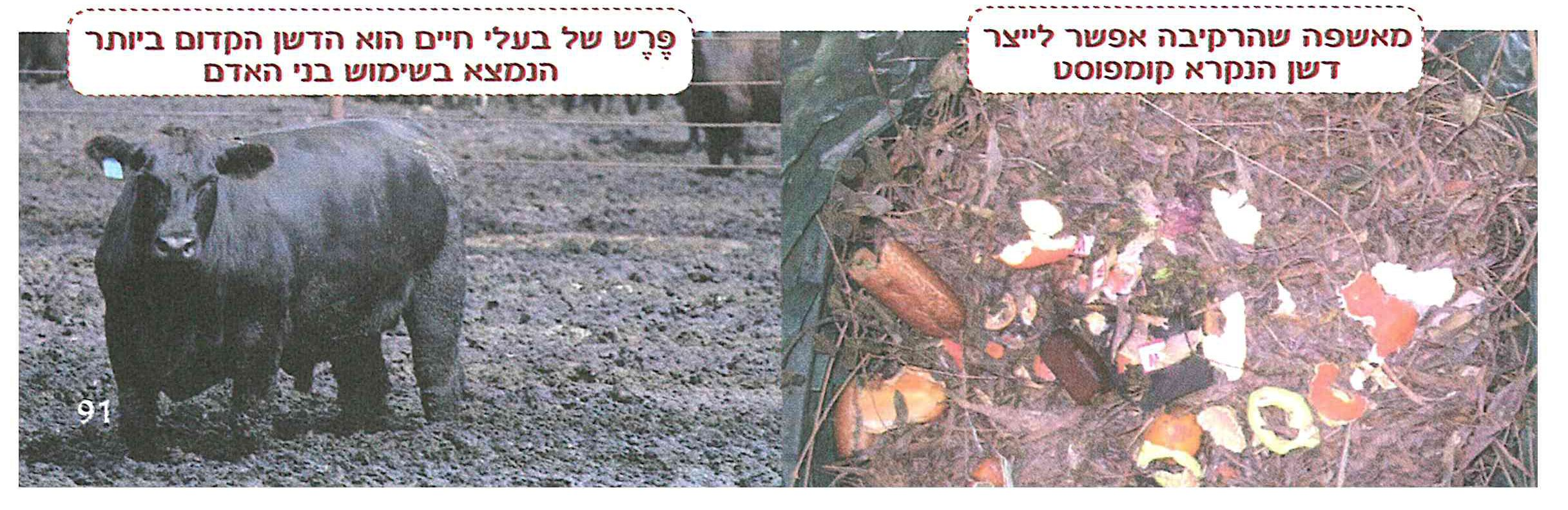 (בספר תמונות)